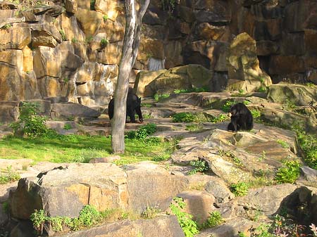 Tierpark - Berlin (Berlin)