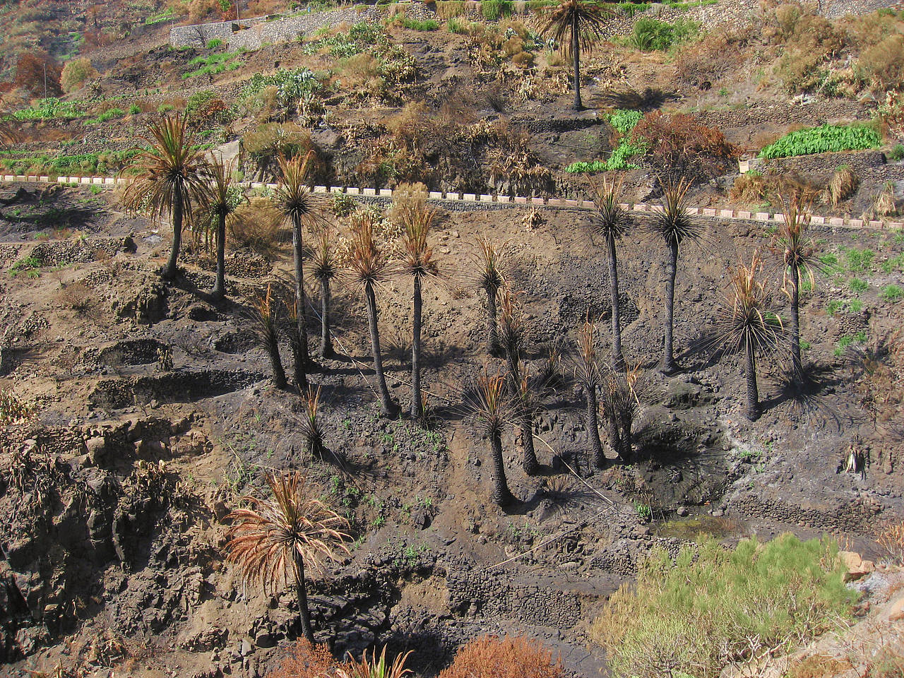  Bildansicht Attraktion  Teneriffa Verheerende Waldbrände im Jahr 2007